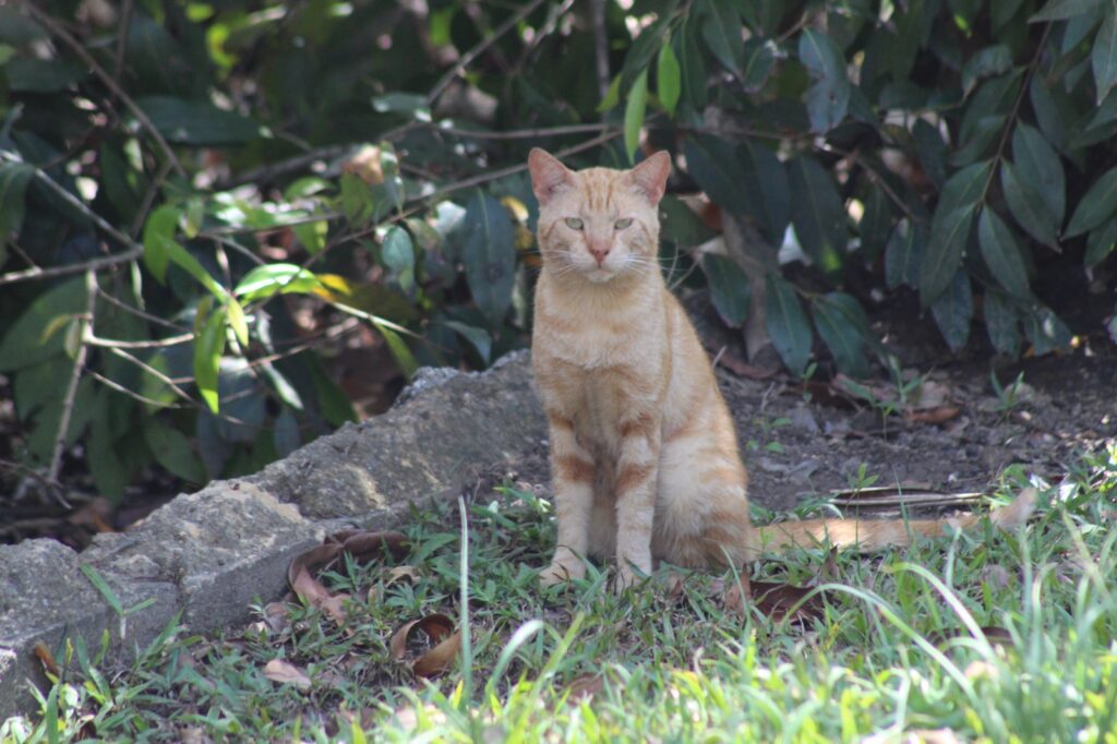 Caroni cats