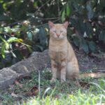 Animal rescuer calls for creation of cat sanctuary at Caroni