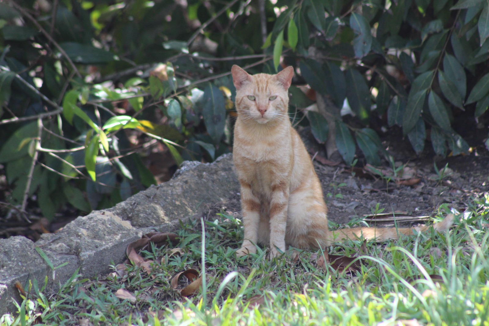 Caroni cats