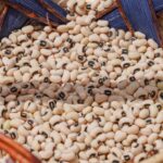 Pilot black eye bean crop records successful harvest