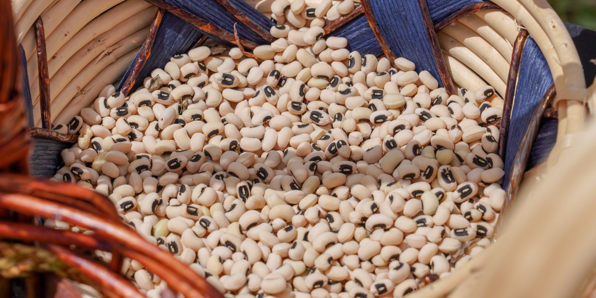 Black Eye Peas harvest