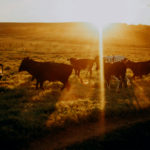 Stolen cattle recovered