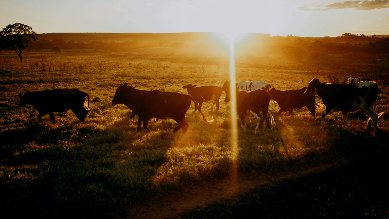 Cattle Cow