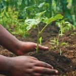 Agriculture Minister commits to strengthening plant protection