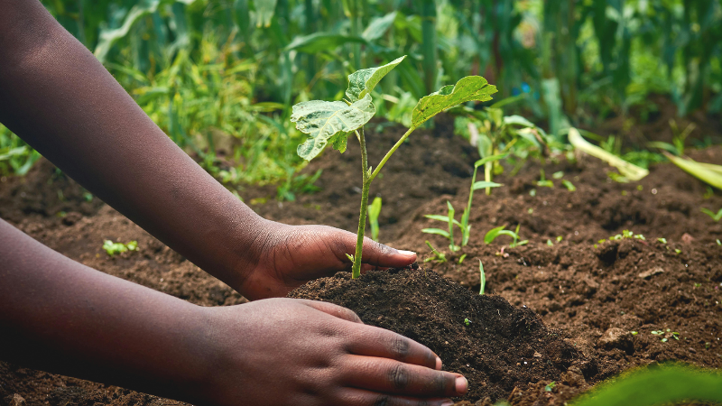 Plants Agriculture