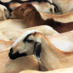 Sheep, goats euthanized, Top Cop warns against livestock smuggling