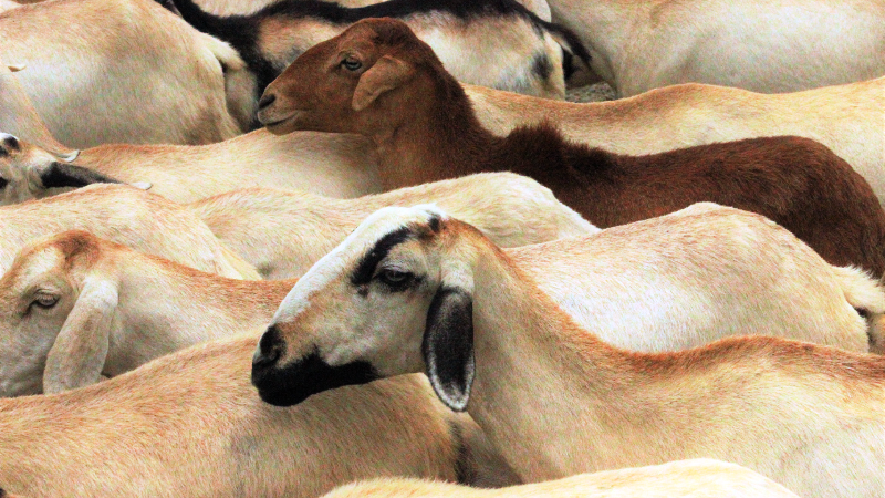 Sheep