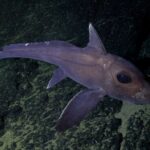 Dr Diva Amon to lead historic scientific expedition in T&T's waters