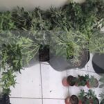 Six held, guns, drugs, contraband seized