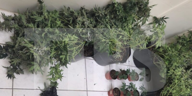 Marijuana TTPS