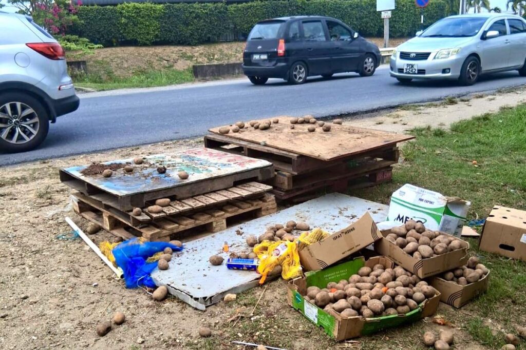 Potatoes from Dump