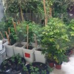 Police uncover cannabis cultivation operation in Gasparillo