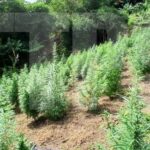 $5 million in cannabis trees destroyed