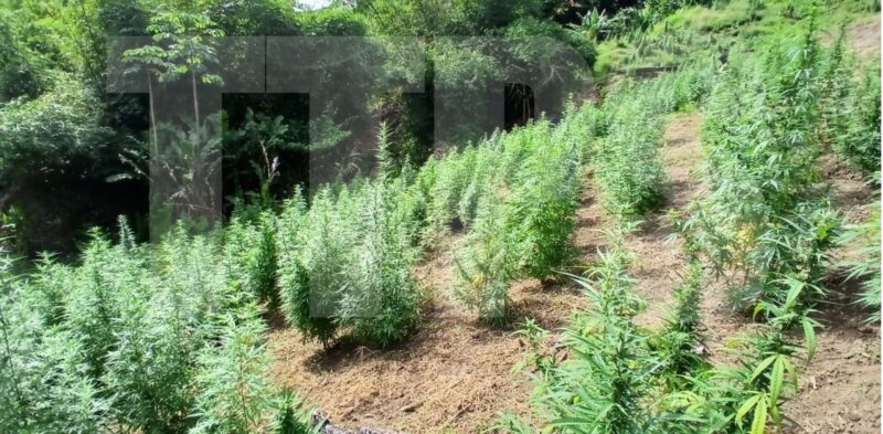 Cannabis (3)