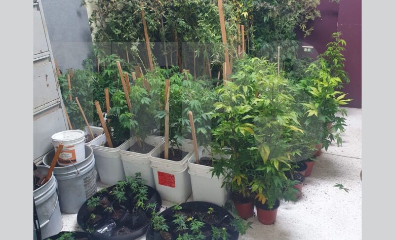 Cannabis