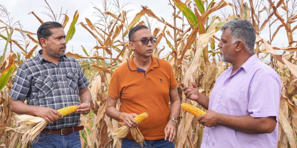 Corn Harvest