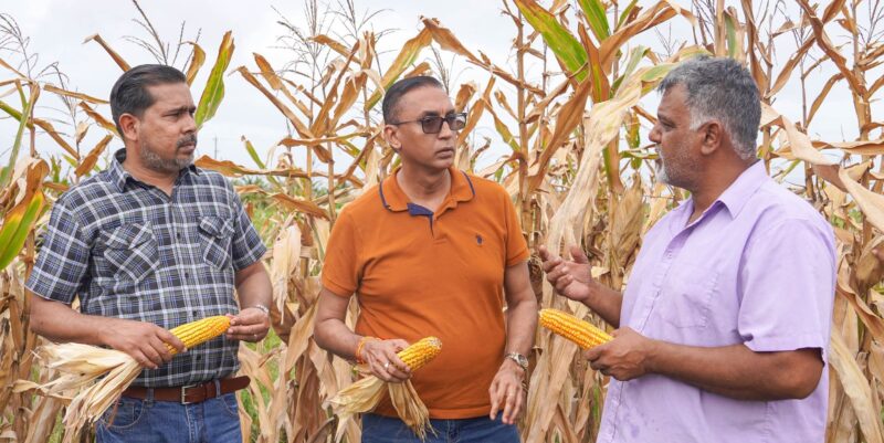Corn Harvest