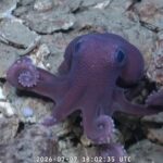 New species? Octopus collected during deep-sea expedition in T&T waters