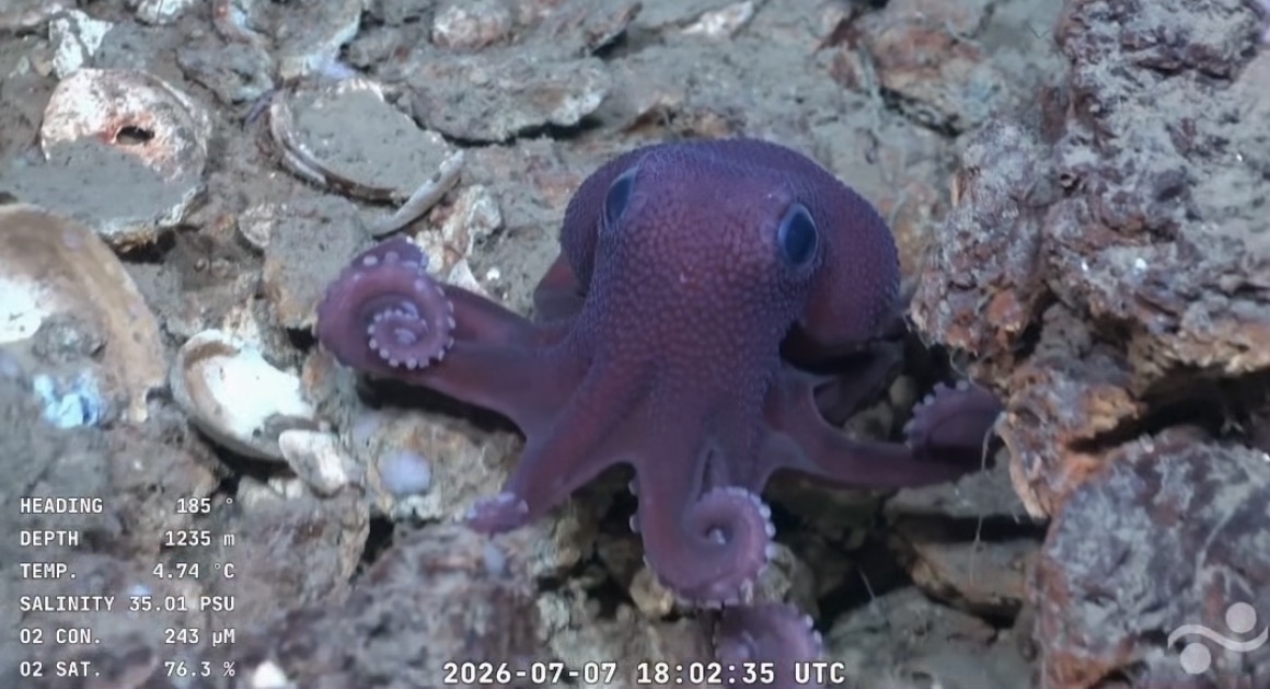 New Octopus