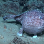 Team wraps up month-long deep sea expedition