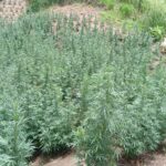 $8.5M in cannabis destroyed during Moruga operation