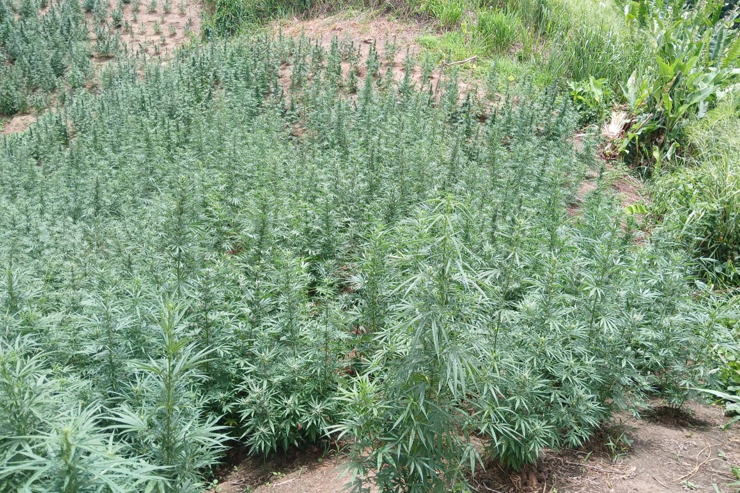 $8.5m in Cannabis Destroyed During La Lune Forest Exercise B