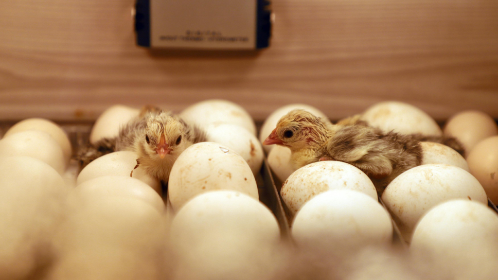 Chicken Chicks