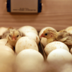 Agri Ministry looking to establish large-scale poultry breeding & hatchery facility