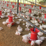Agriculture Ministry engaging with stakeholders on availability of chicken