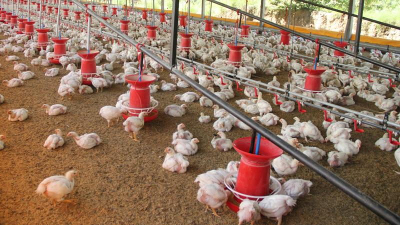 Chickens