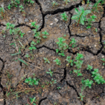 TTMS warns of below normal rainfall for rest of August, drier conditions afterward