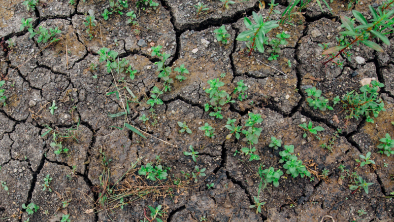 Drought Dry Conditions