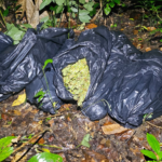 Over $1.5 million in cannabis found in Matelot