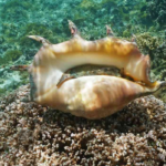St Vincent - Conch Season to close on September 1st