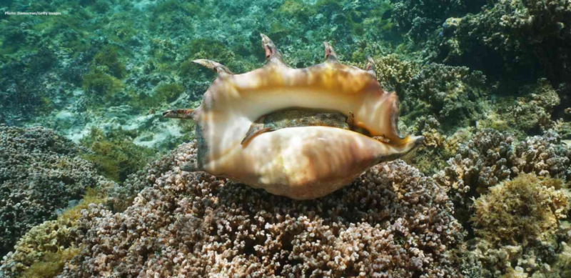 sea conch