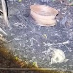 Skeletal remains found at Todds Road