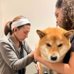 Rise in canine virus reported, vets urge vaccination