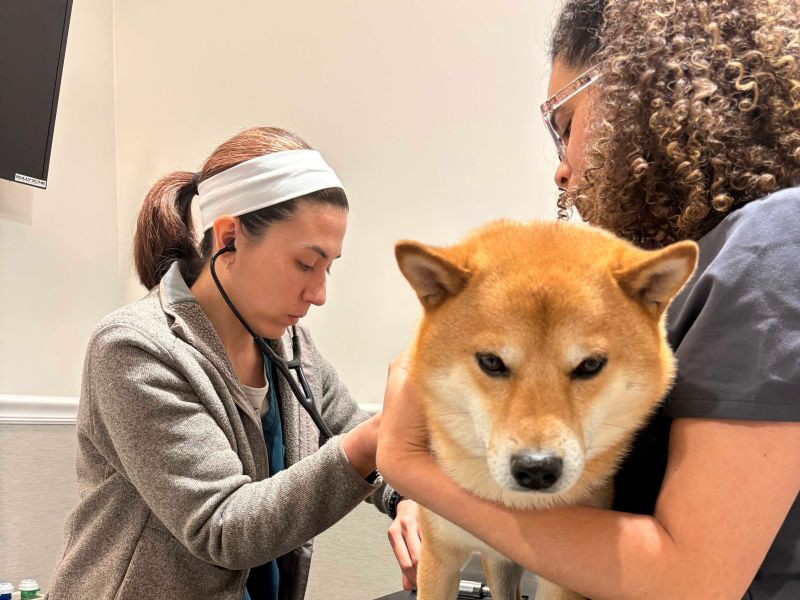 dogs vet